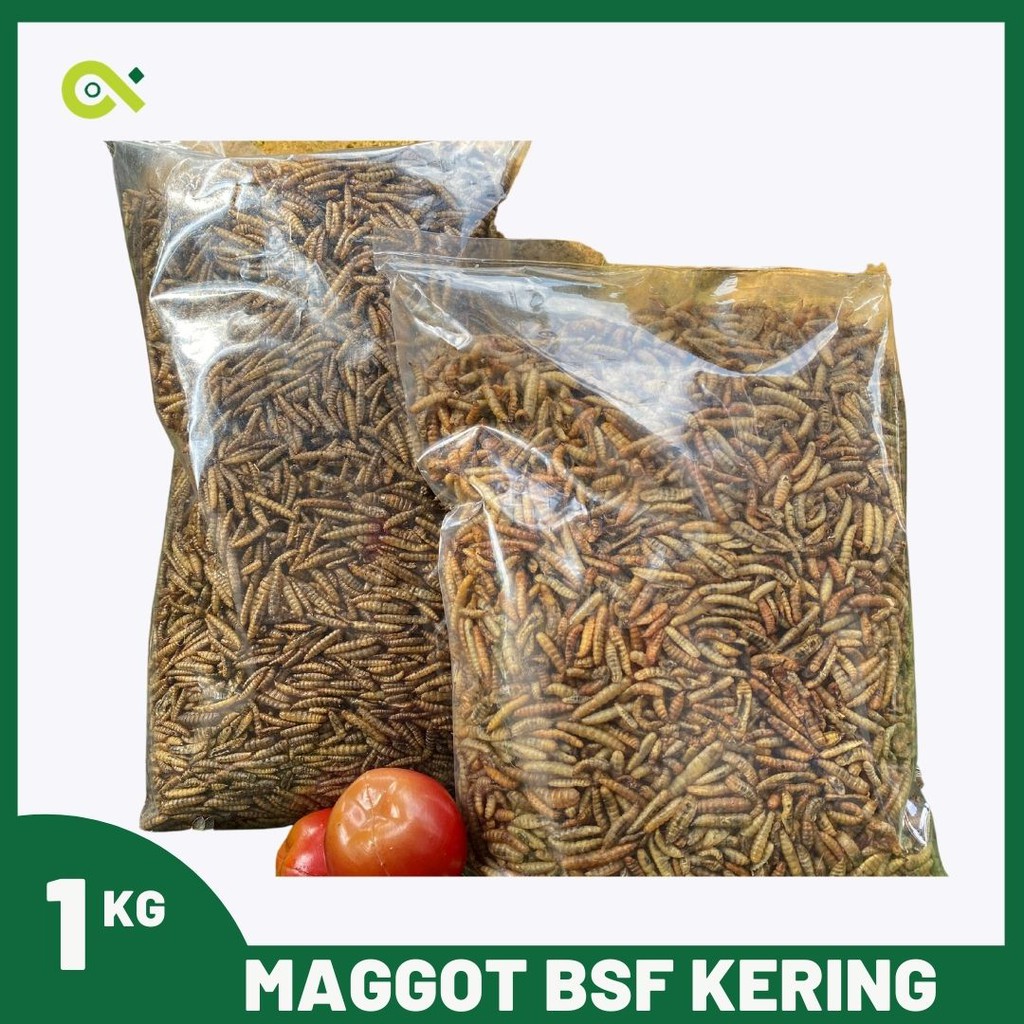 Grosir Maggot Kering BSF - (Dried Maggot) 1 Kg (Tidak Berminyak)