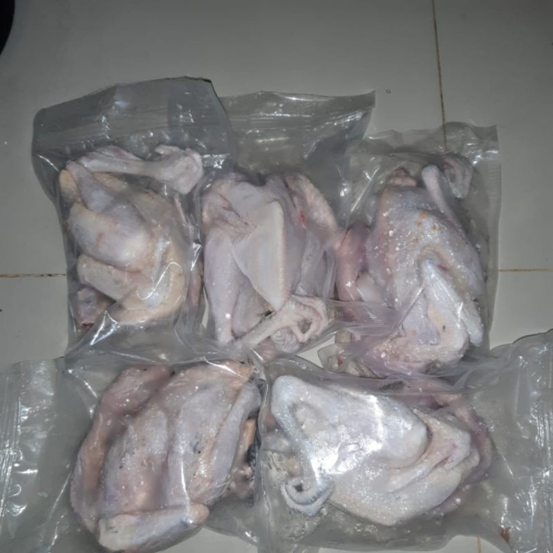 

ayam kampung muda
