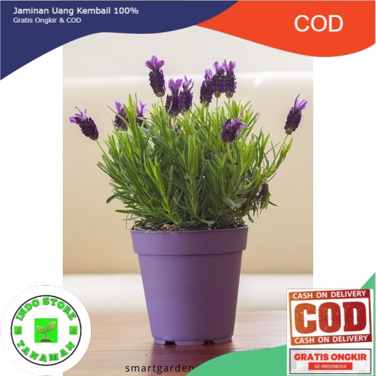 Lavender asli/lavandul TANAMAN ANTI NYAMUK english lavender - Tanaman Hias Hidup-Bunga Hidup-Bunga N