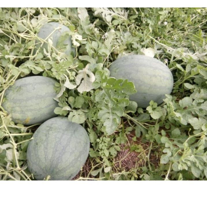 Hot Sell.. Benih Semangka Non Biji BARKA F1