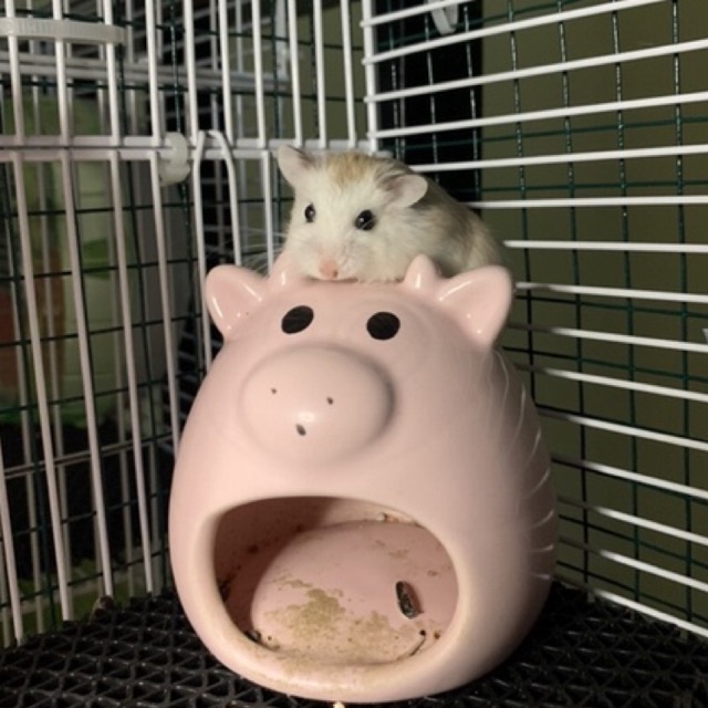 Hamster Roborovski