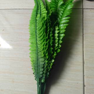 Daun Pakis Besar/ Pakis Boston | Shopee Indonesia