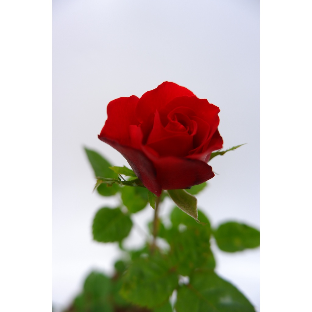 Tanaman Hias Bunga Mawar Tanpa Duri - Mawar Merah Tanpa Duri