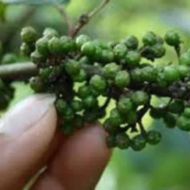 

Andaliman/Bumbu andaliman/tuba khas medan Segar