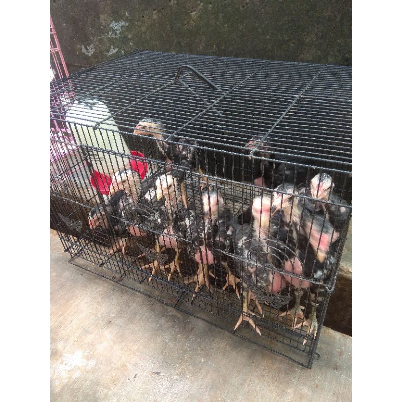 

ANAK AYAM JAGO BANGKOK HIDUP 500 GR