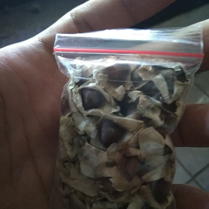 Biji Benih Bibit Kelor 30 biji