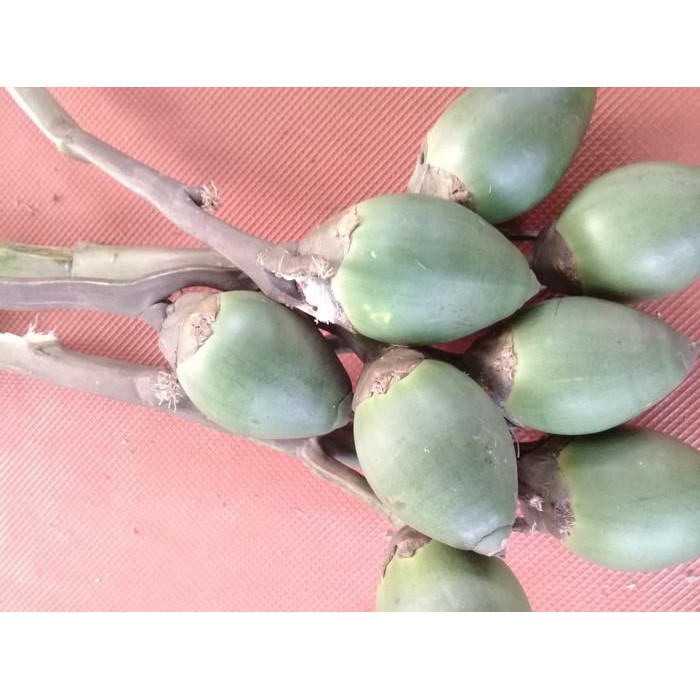 

TERBUKTI MANJUR BUAH PINANG MUDA/JAMBE !!!