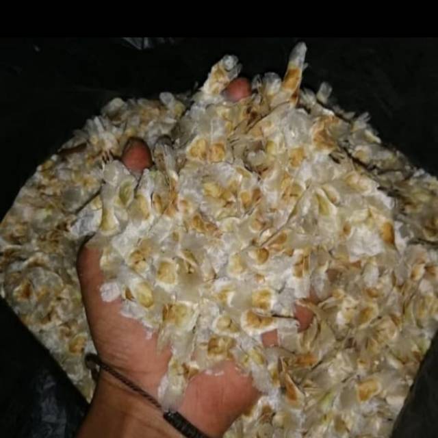 Benih Pohon Sakura Tabebuya  / Biji Pohon Sakura Tabebuya