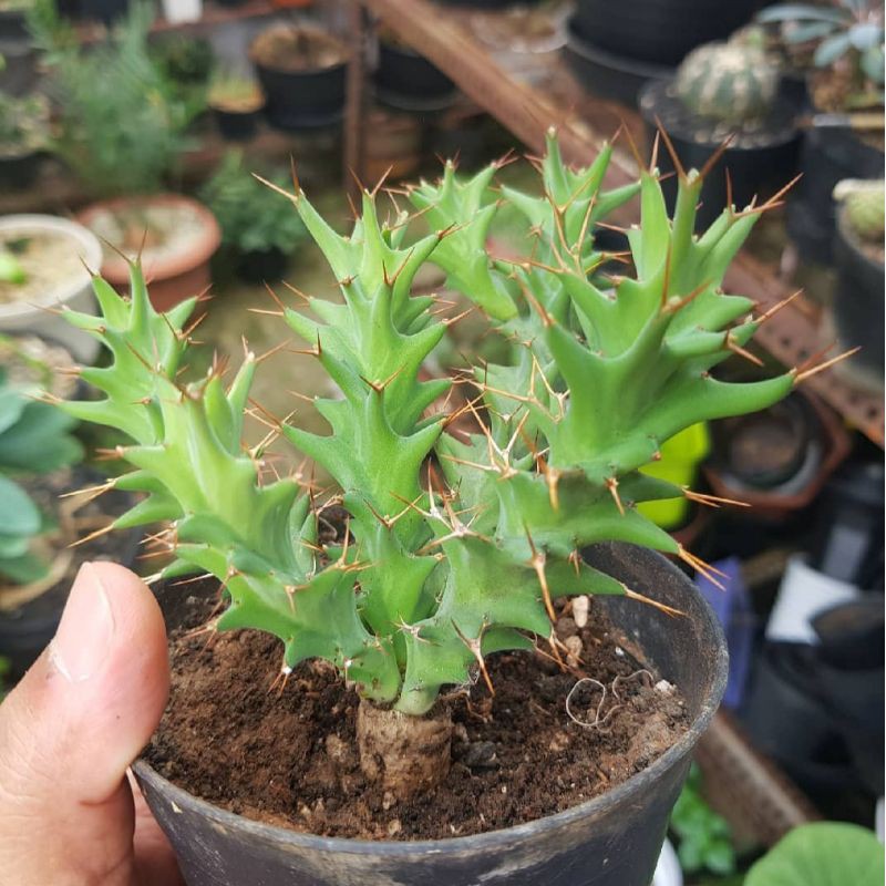 Euphorbia tortirama