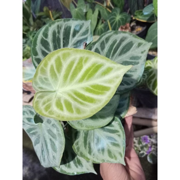 Anthurium Kuping Gajah Silver Blush