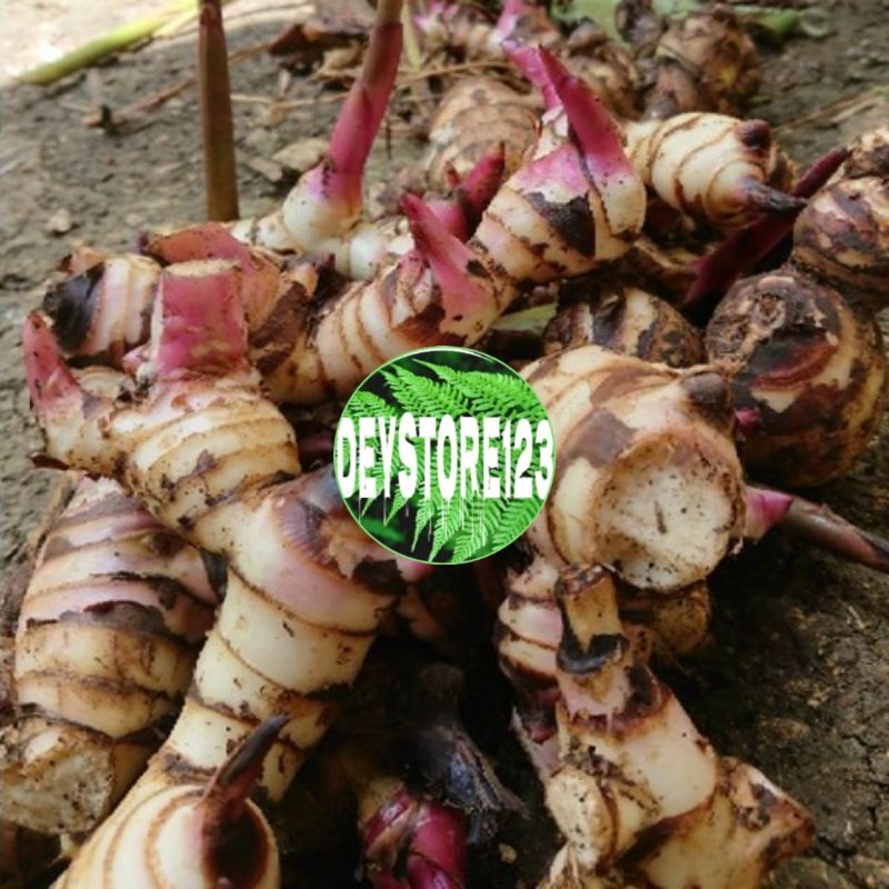 

UMBI ganyong ganyol merah segar