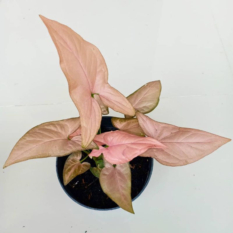 Tanaman hias syingonium pink-syingonium pink daun 6/7