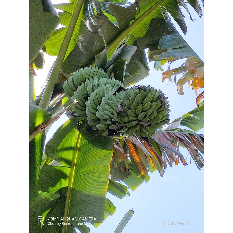 

BIBIT ASLI!!!Pisang Kepok Tanjung Asli/Pisang Kepok Marunung