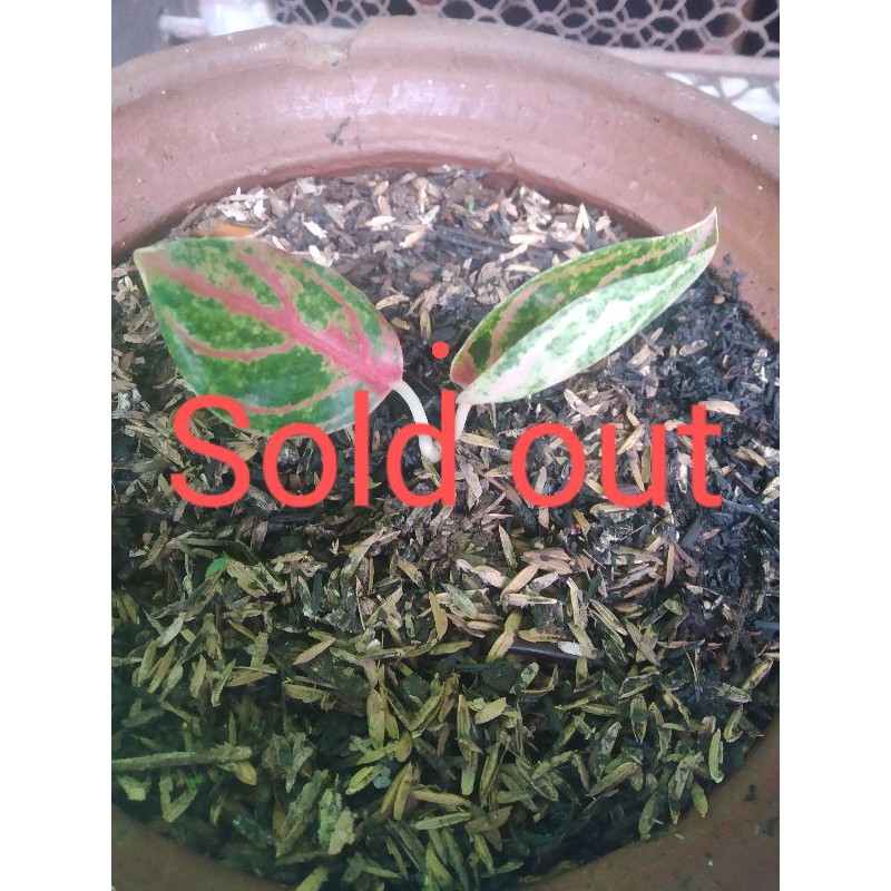 baby aglonema dewi hughes