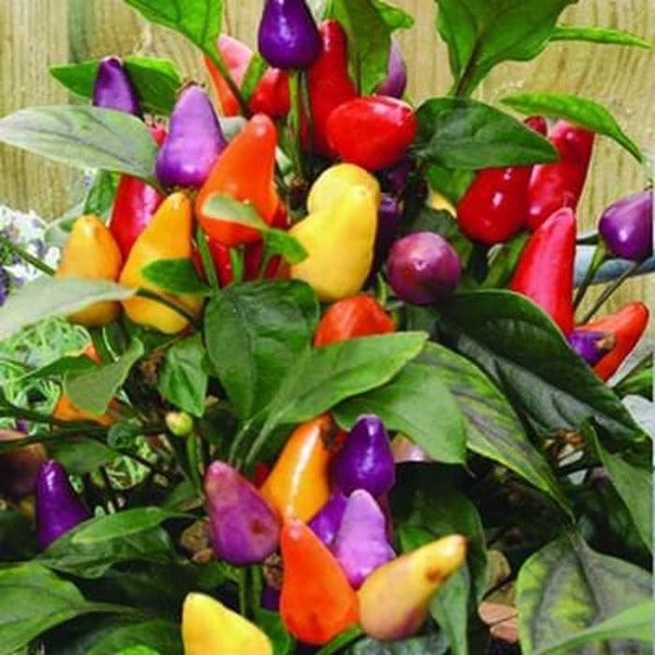 Bibit Benih Biji Cabe Bolivian Rainbow - Benih Tanaman Pohon Cabe Bolivian Rainbow - COD