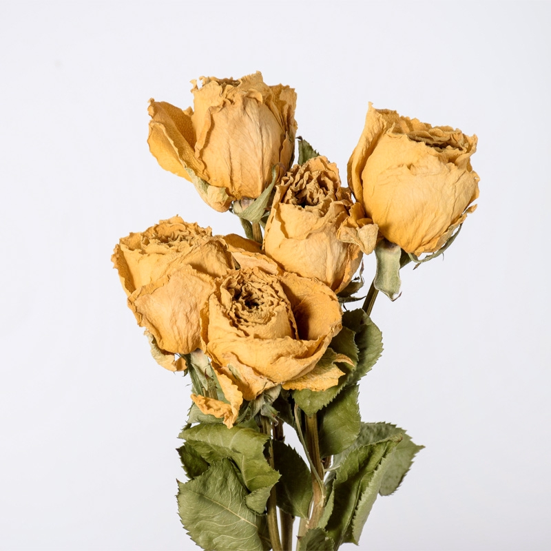 Harga Mawar Kering Asli Dan Promo Terbaru Desember 2020 Biggo Situs Perbandingan Harga