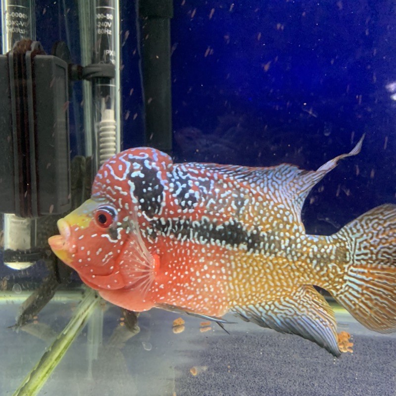 Louhan Kamfa F3 Mongkol ori Thailand