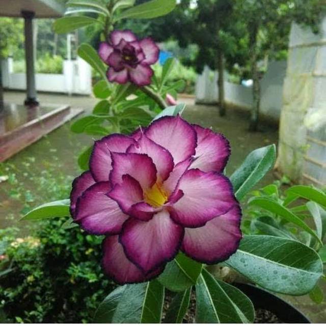 Tanaman Hias Adenium Solo The Purple 1 Seeds Kamboja Jepang Bunga Tumpuk Shopee Indonesia