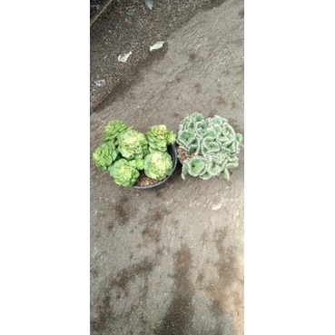 paket sukulen kaktus isi 2