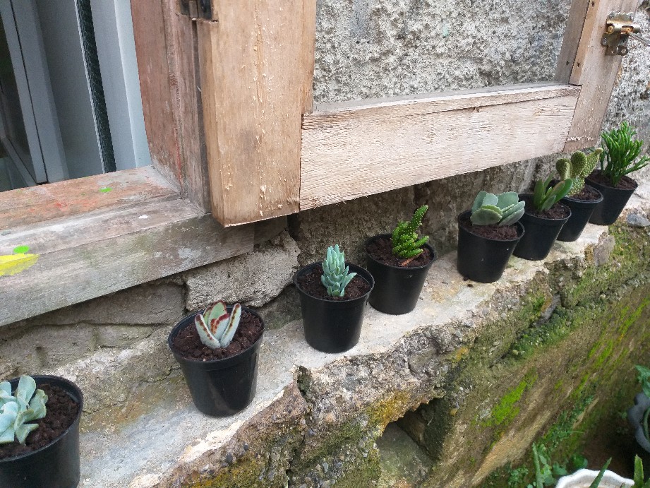 Sekulen Patah Tulang