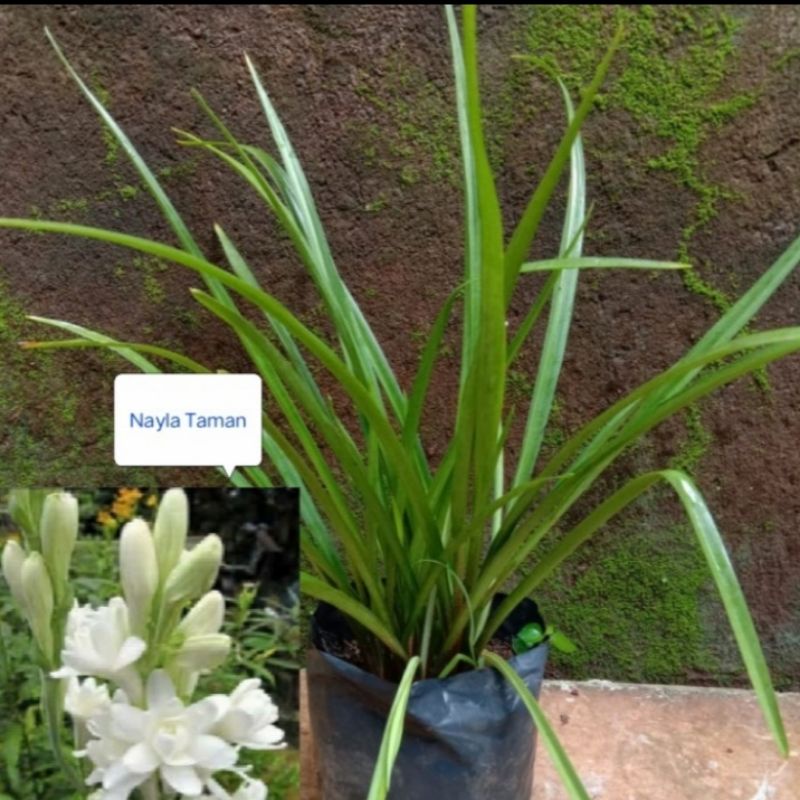 TANAMAN BUNGA SEDAP MALAM-POHON BUNGA SEDAP MALAM