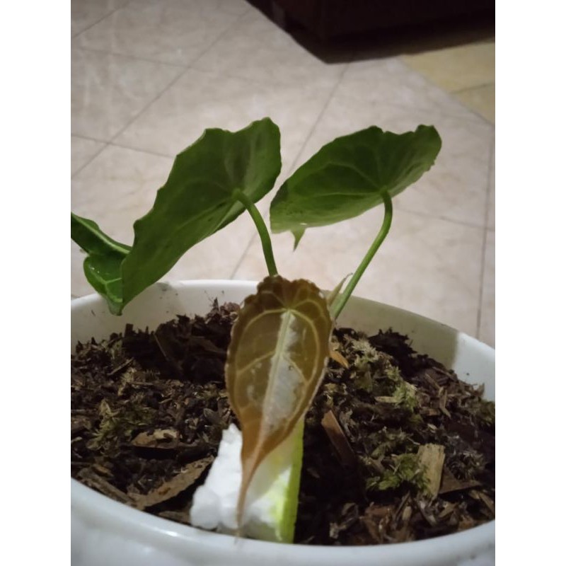 Anthurium forgeti/kuping gajah buta