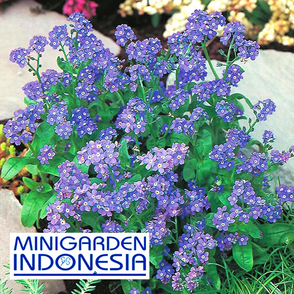 Benih Bunga FORGET ME NOT INDIGO 4 BIJI IMPORT Bibit Tanaman bunga hias