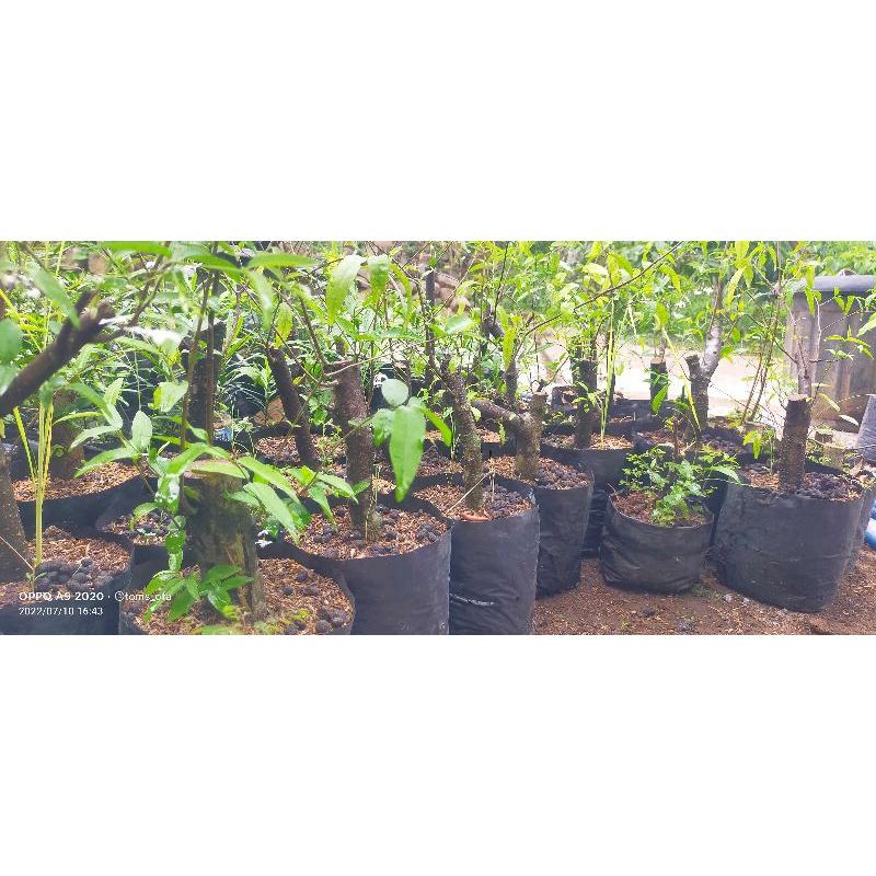 anting putri cangkok