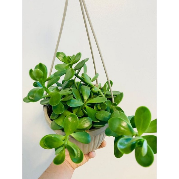 tanaman gantung jade rimbun