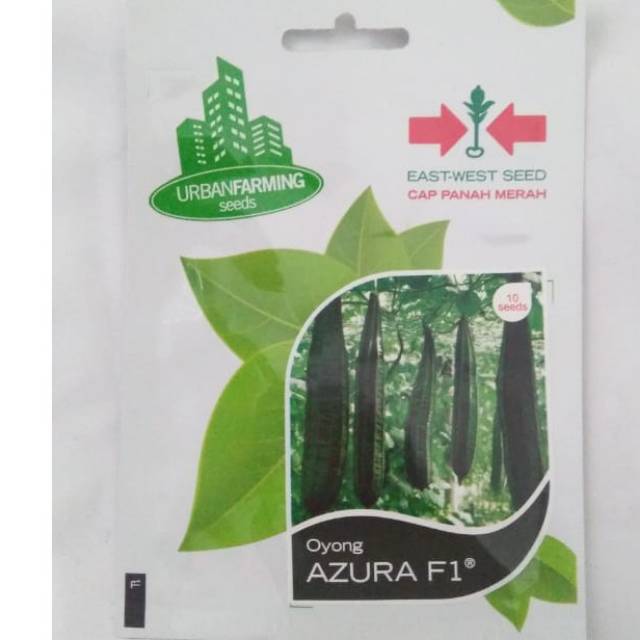 benih/bibit Oyong Azura