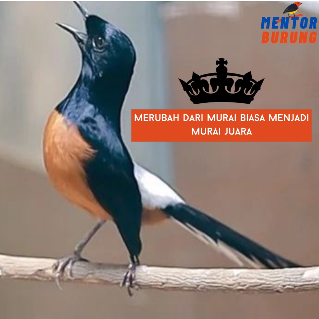 Masteran Mp3 Khusus Burung Murai Batu Air Betina Pikatan Borneo Hutan Trotolan Burung Kicau Suara Jernih Dengan Suara Air Speaker Burung Murai Gacor Murah Berkualitas