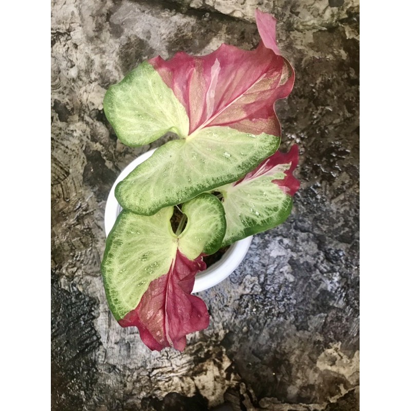 keladi cat tumpah/sycool remaja besar bawa bonggol