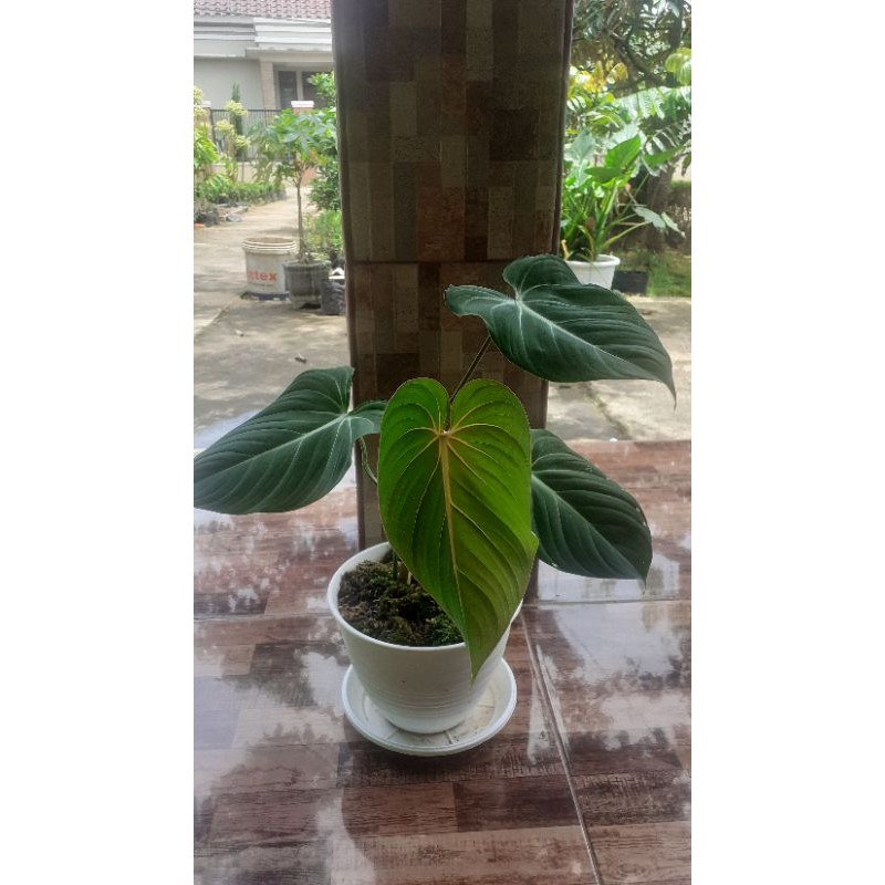 tanaman hias gloriosum daun 4