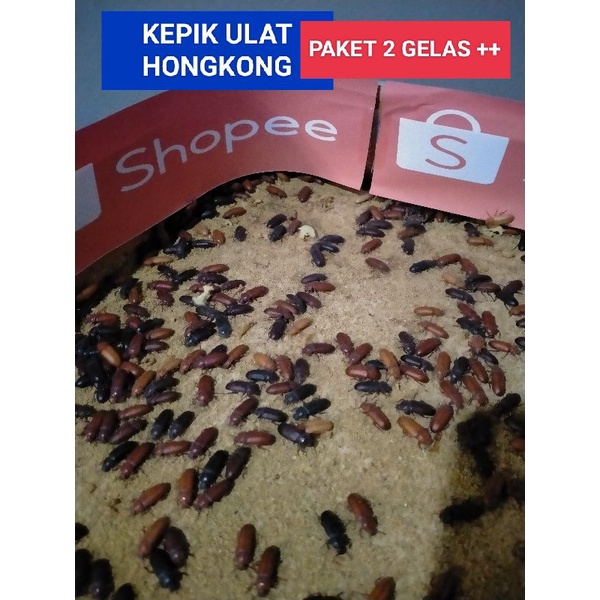 

PAKET 2 GELAS KEPIK ULAT HONGKONG