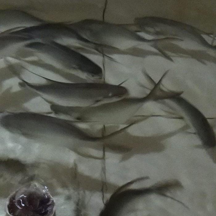 

Fisho | Ikan Bawal Jepang Hidup Ready stock