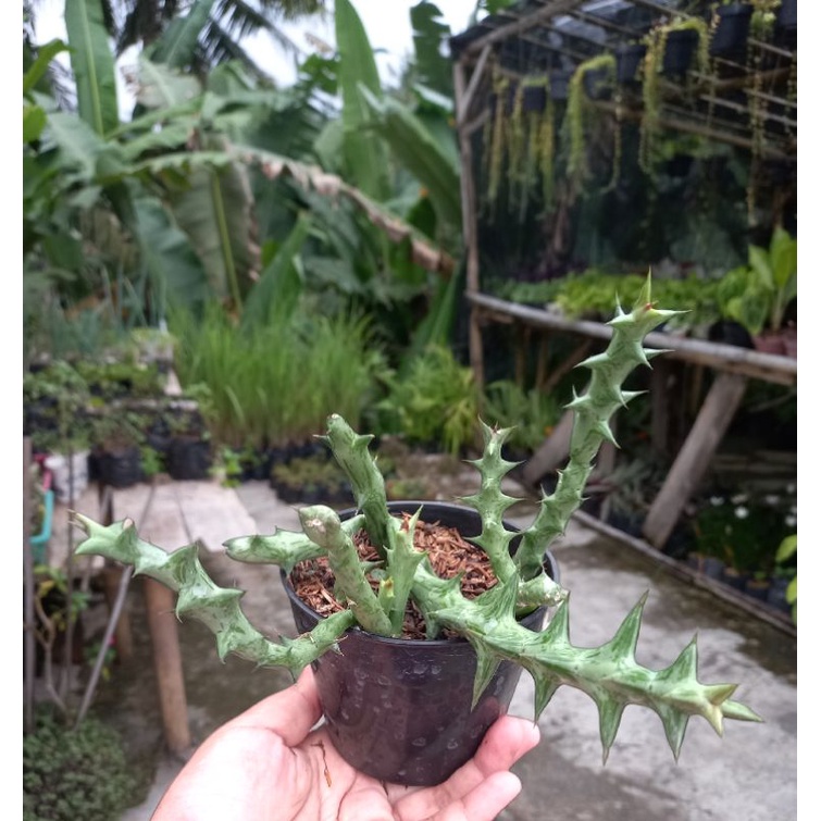 tanaman hias sukulen orbea / huernia siput