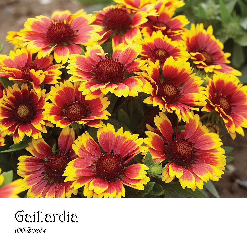 PlantaSeed - 100 Seeds - Gaillardia Benih Bibit Biji Bunga - PAS0199