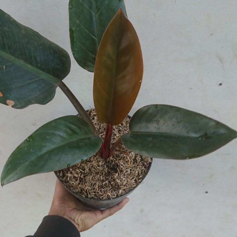 tanaman hias philodendron congo rojo / philo congo