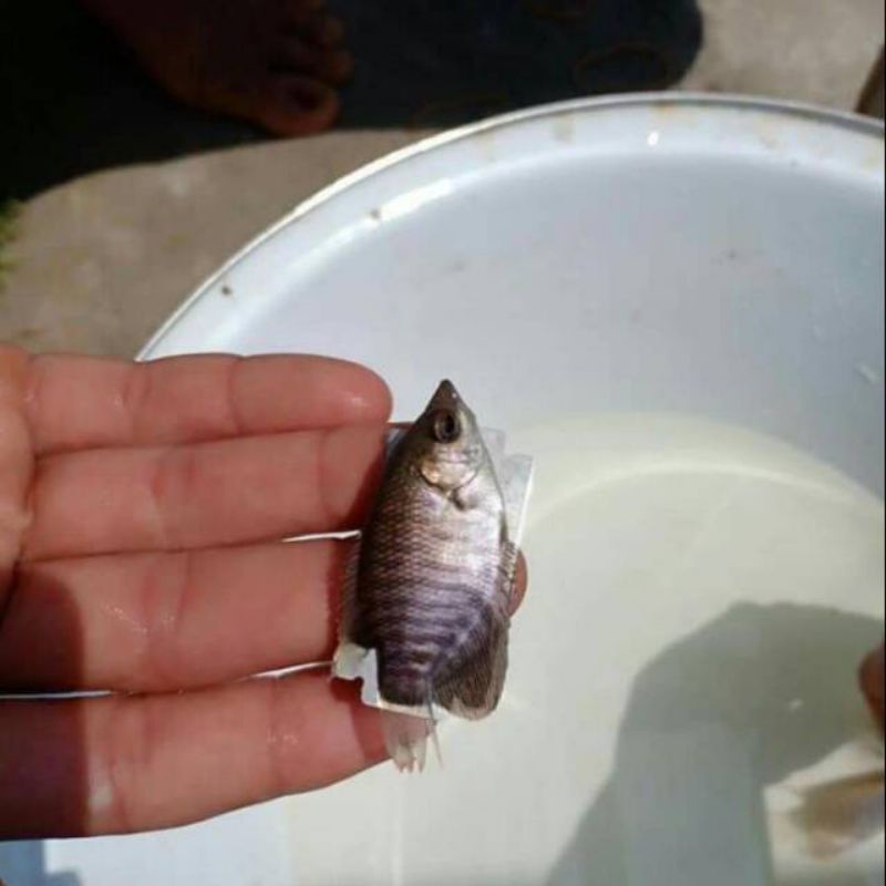 Gurame Soang Ukuran Silet