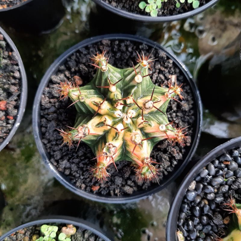 kaktus gymno multicolor