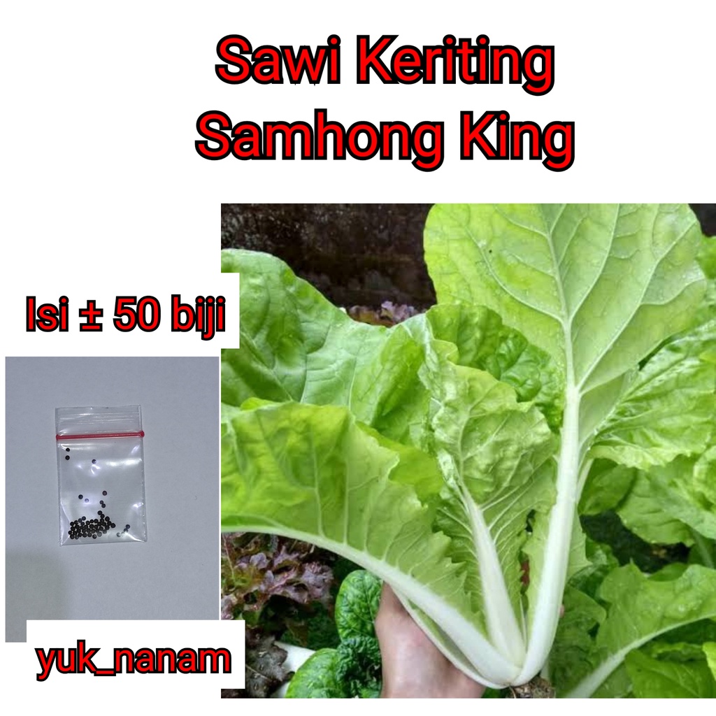 50 Benih Sawi Samhong King Keriting F1 Hibrida Sayuran - Bibit Tanaman Sayur Unggul