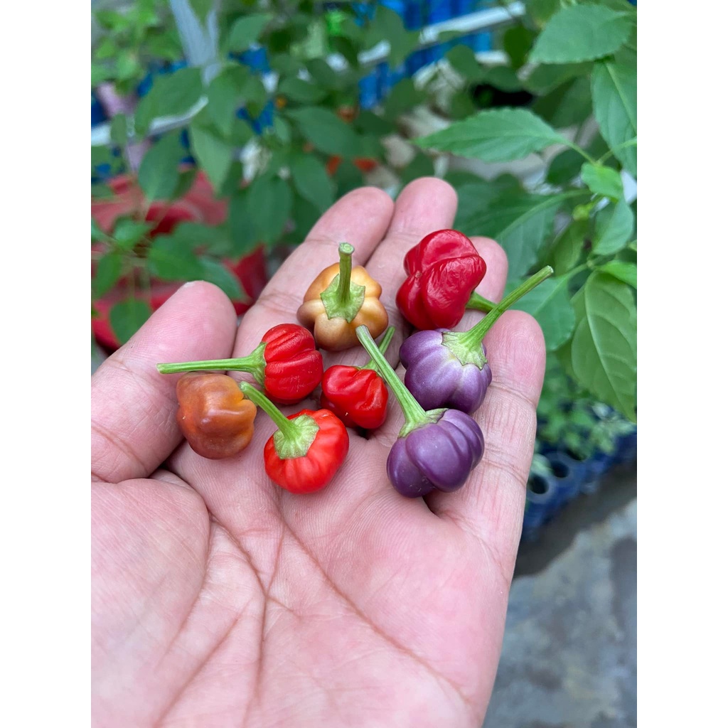 Benih Bibit Biji - Cabai Purple Pumpkin Cabe Labu Pelangi Rainbow Pepper Seeds