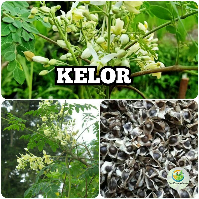 SEEDBARN.ID - [ Isi 10 Butir ] Benih Bibit Biji Tanaman Segudang Manfaat - Kelor