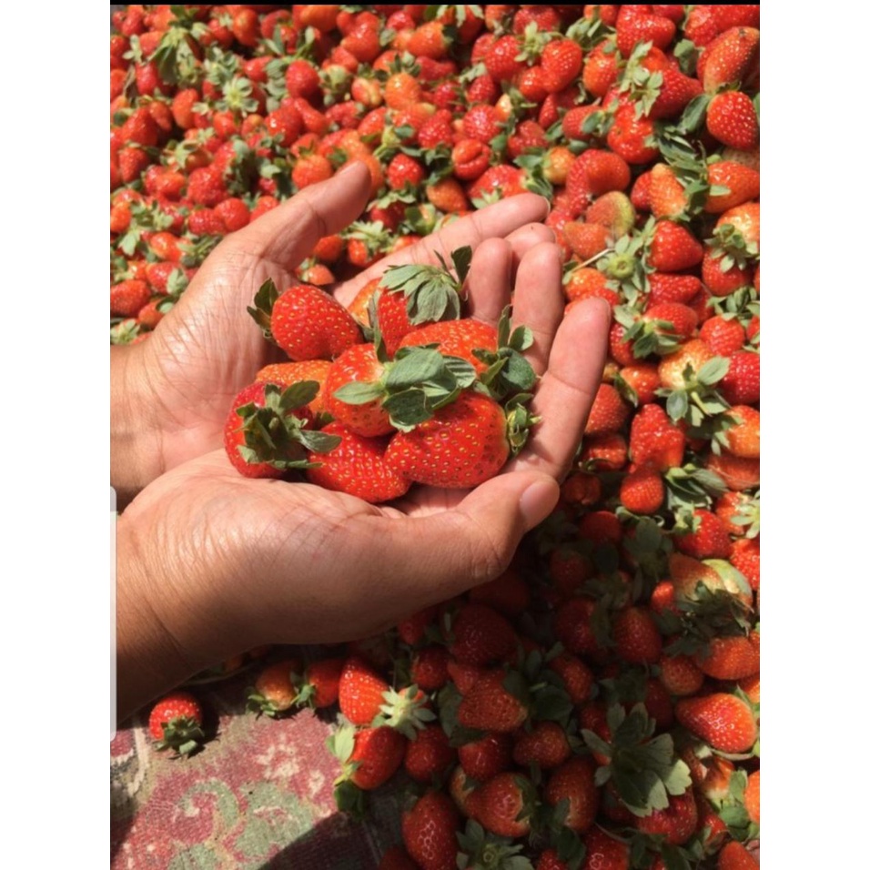 

PAKET RESELLER STRAWBERRY MINI - 5KG / STRAWBERRY FRESH / STRAWBERRY PREMIUM / ORGANIK STRAWBERRY