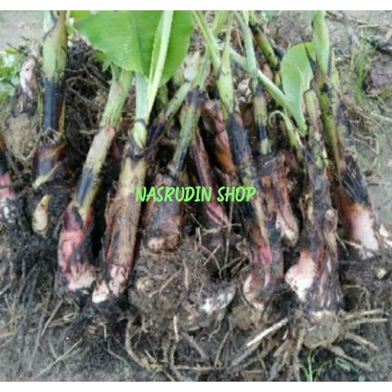 

[Fresh] BIBIT PISANG RAJA BONGGOL ATAU ANAKAN BIBIT BUAH PISANG RAJA