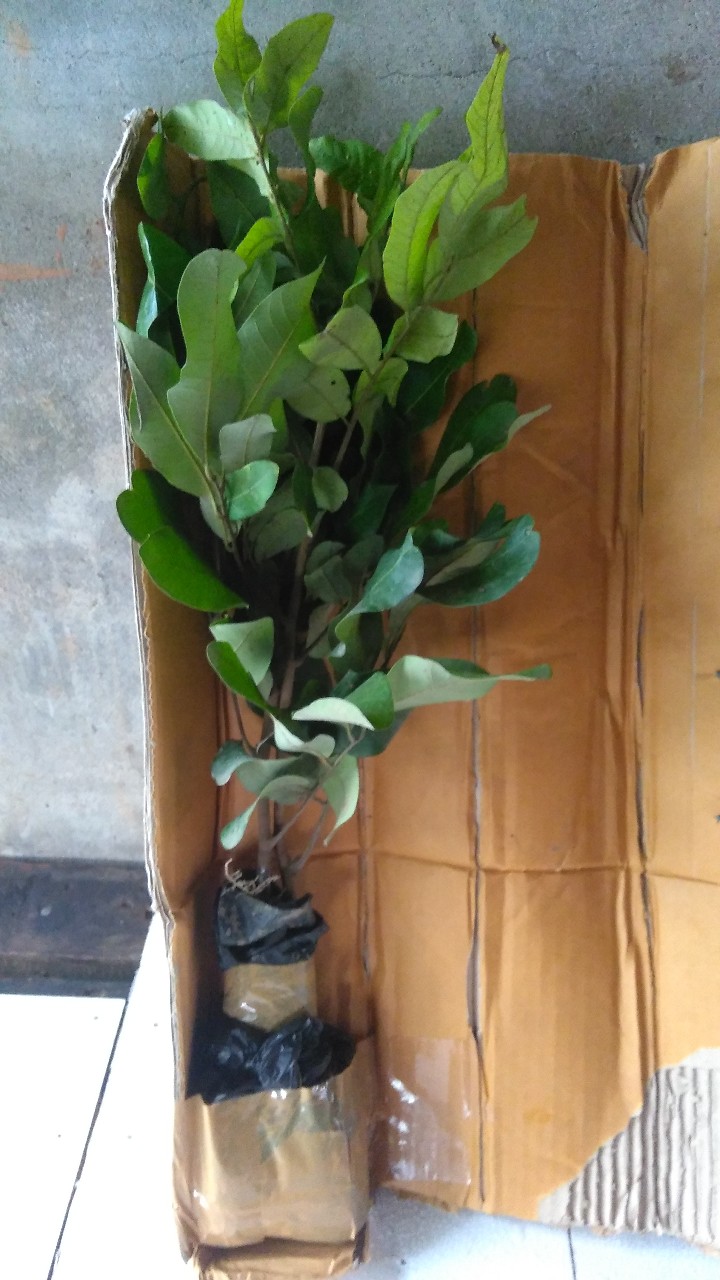 Bibit Kelengkeng Matalada Supermurah