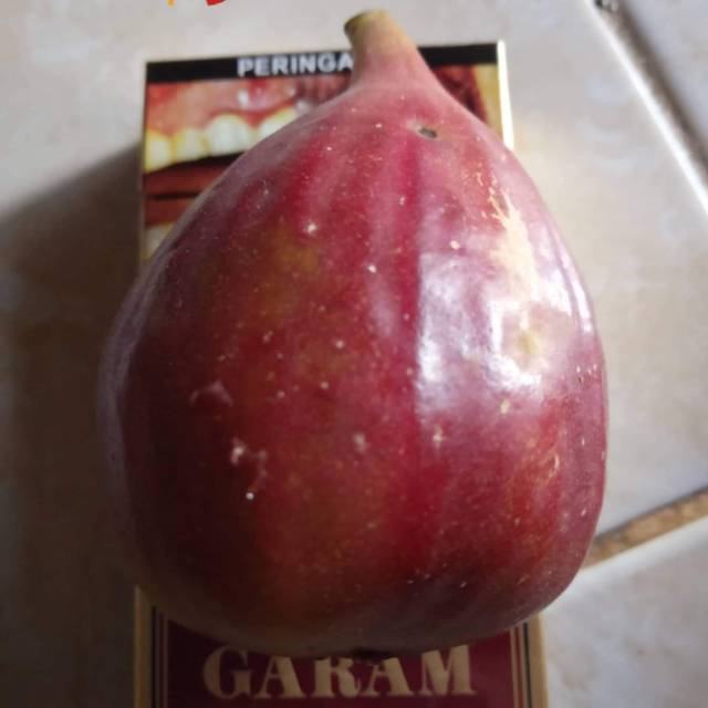 

Bibit buah tin jenis barnisote