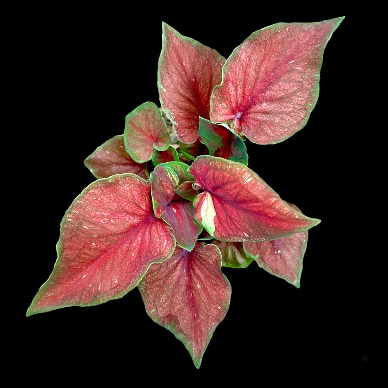 BIBIT TANAMAN CALADIUM/KELADI RED JAGUAR DAUN GANDA
