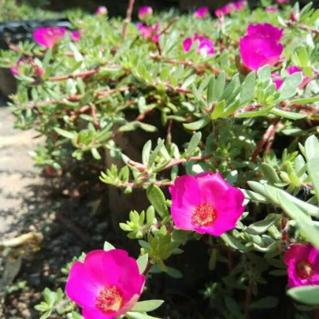 Bibit Tanaman Hias Bunga Krokot/ Tanaman bunga Mossrose / Moss Rose 1 Paket isi 10 Berbunga