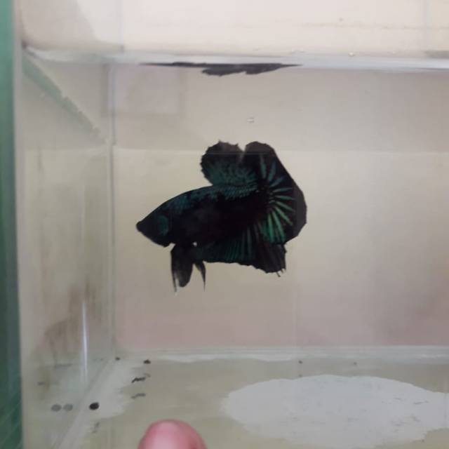 Ikan cupang avatar top grade